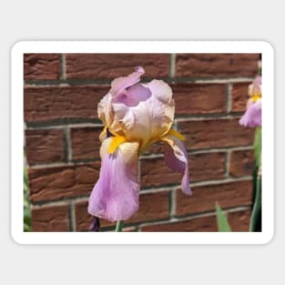 Lavender Iris Unfolding Sticker